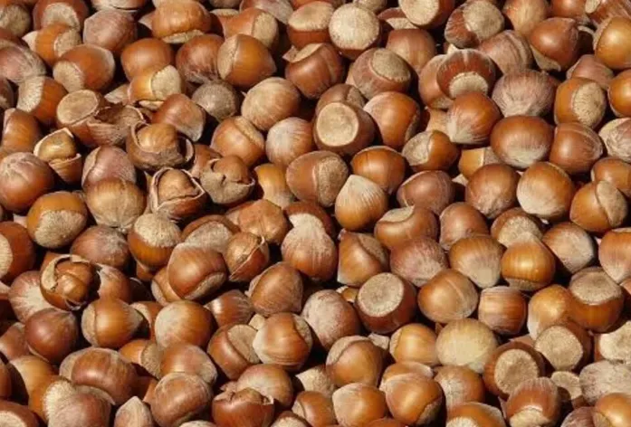 Giresun’da fındık fiyatları 330 TL'de seyrediyor. 260 TL civarında bir
