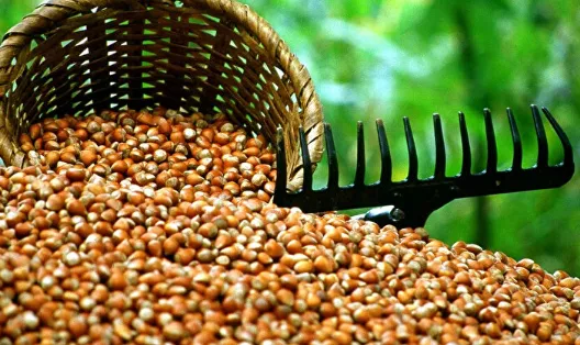 Fındık fiyatı beklentisinde büyük uçurum