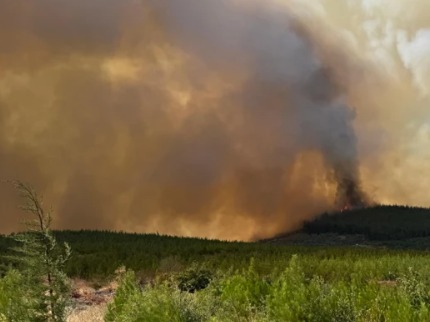 Bursa'nın Osmangazi ilçesinde ormanlık alanda çıkan yangın kontrol altına alınmaya