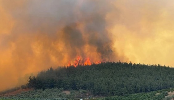 Bursa Osmangazi'de orman yangını
