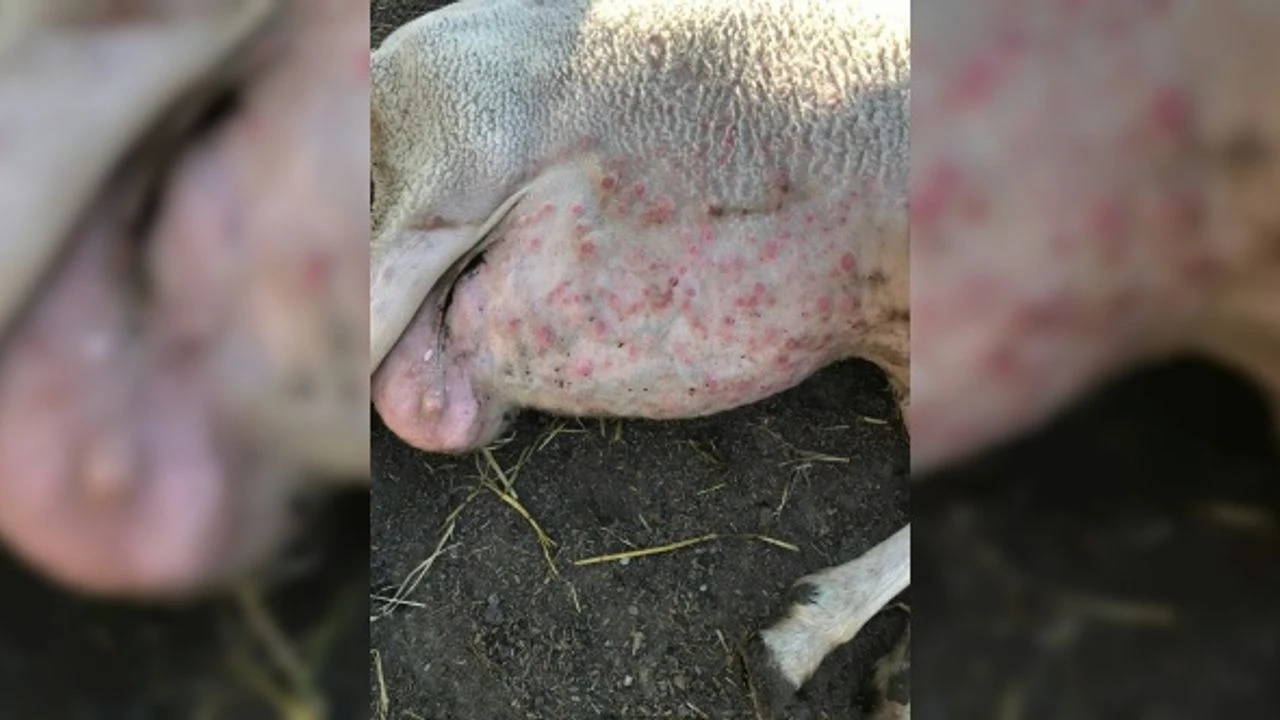 Yunanistan’da yeni salgın! Çiftçiler perişan, sürüler itlaf ediliyor