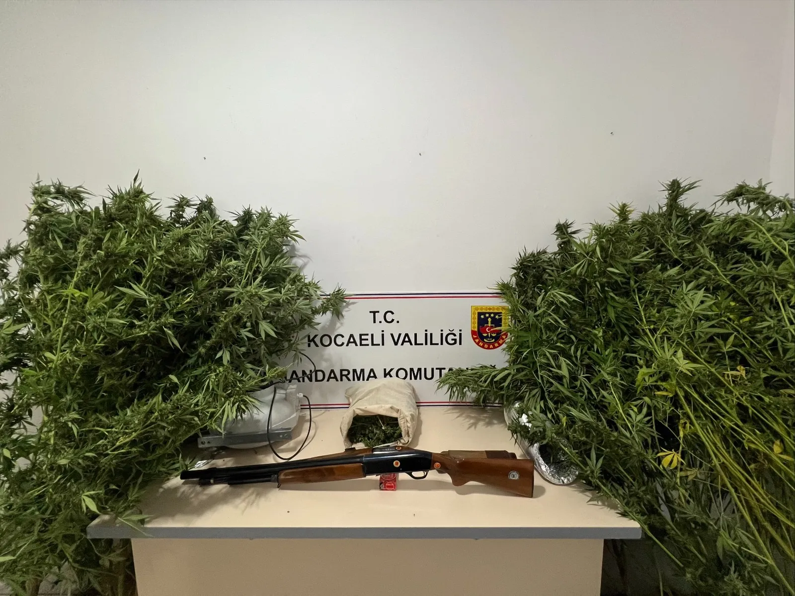 Kocaeli Jandarma Komutanlığı tarafından Karamürsel'de gerçekleştirilen operasyonda  10 kök