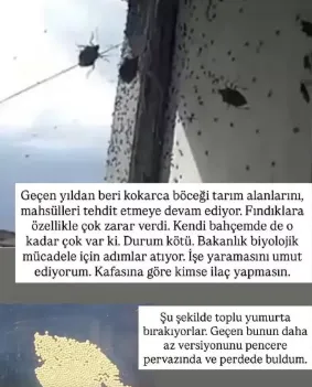 Dünyanın sonunu getireceği söylenen böcekle ilgili korkutan uyarı: Tüm Türkiye'ye yayılabilir