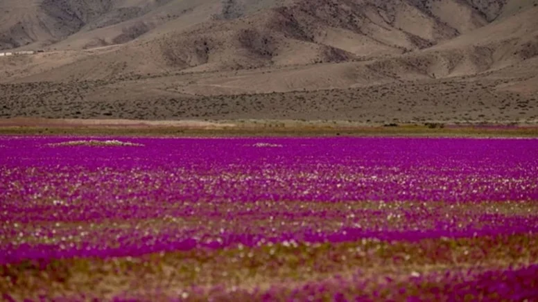 Şili'nin kuzeyinde yer alan Atacama Çölü, genellikle "dünyanın en kurak