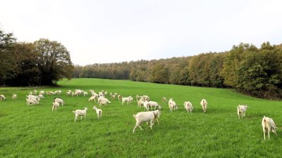 Kocaeli Büyükşehir Belediyesi’nin yüzde 75 hibeli süt otu desteği tarlaları
