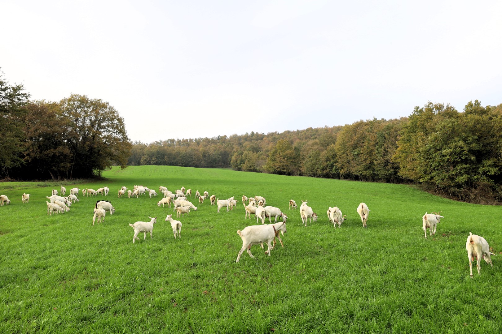 Süt otu desteği meraları berekete kavuşturdu
