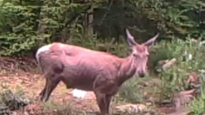 Kocaeli'nin ormanlık bölgelerinde yürütülen yaban hayatını izleme çalışmaları kapsamında, bir