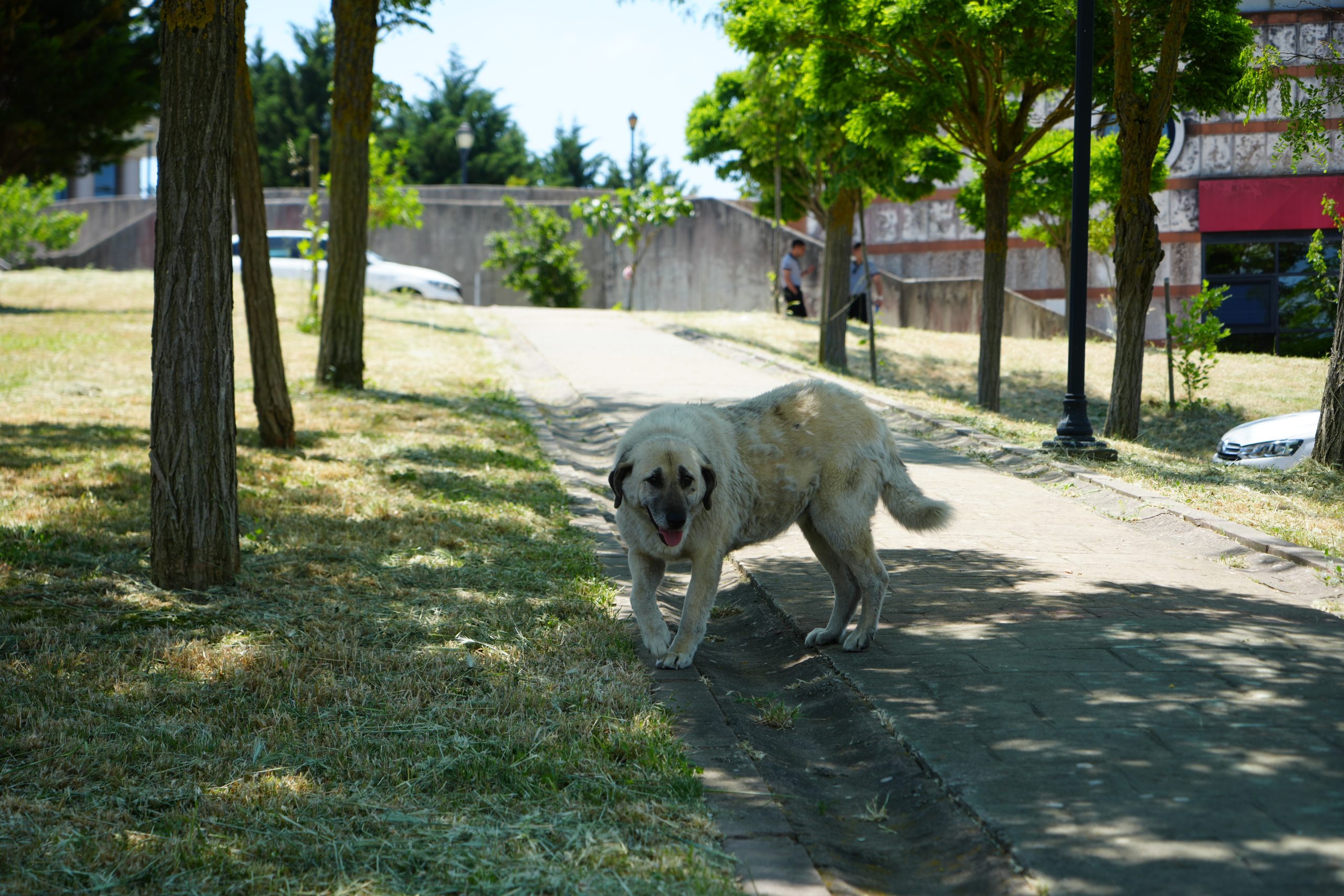 KOÜ KÖPEK