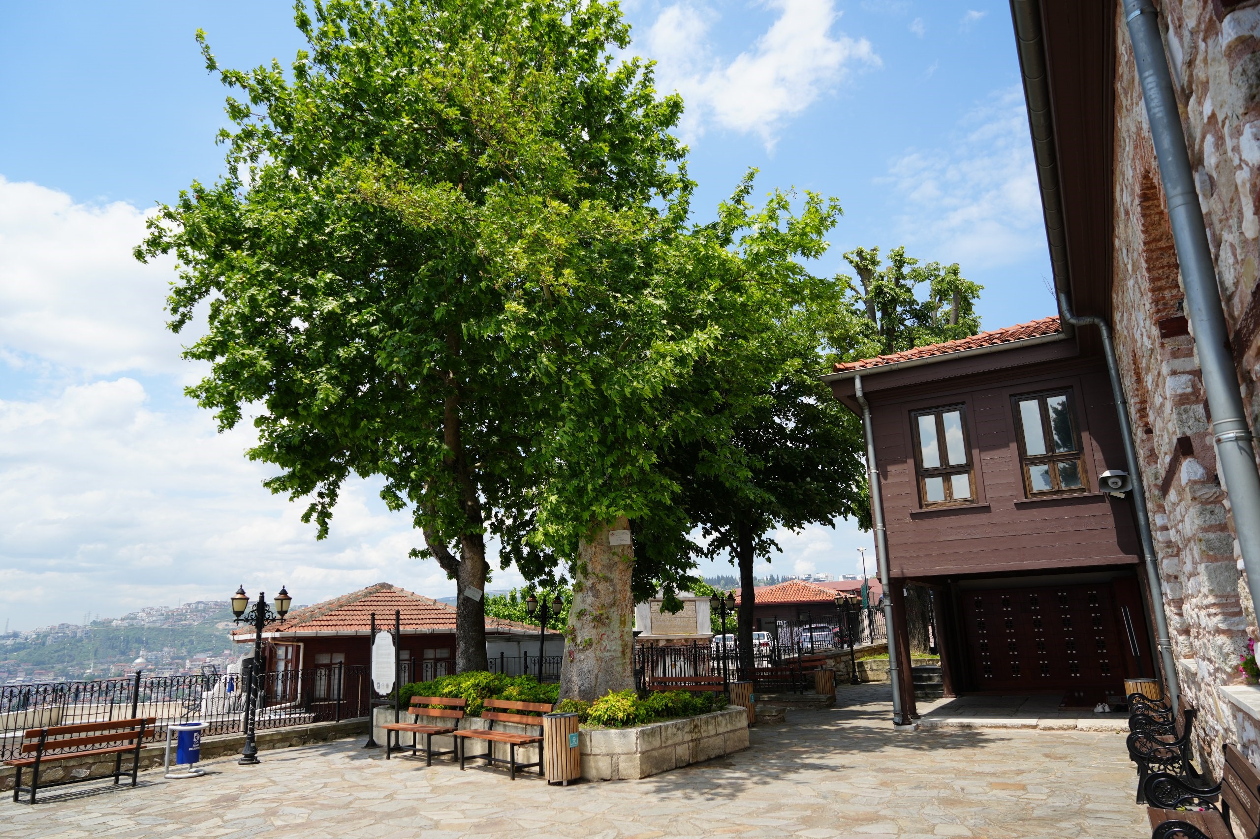 çınar