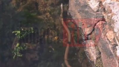 Gölcük Kavaklı Sahili’nde deniz yüzeyinde görülen kahverengi yılan, sahilde bulunan