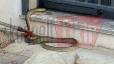 Kocaeli’nin Kartepe ilçesinde bir sitenin ortak yaşam alanında görülen büyük